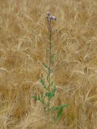 wheat-field-362928_640